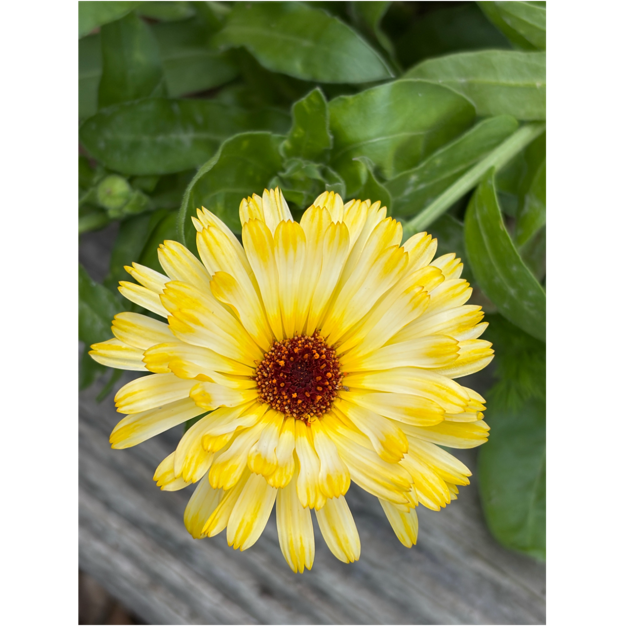 A yellow flower with a red center
AI-generated content may be incorrect. A yellow flower with a red center
AI-generated content may be incorrect.