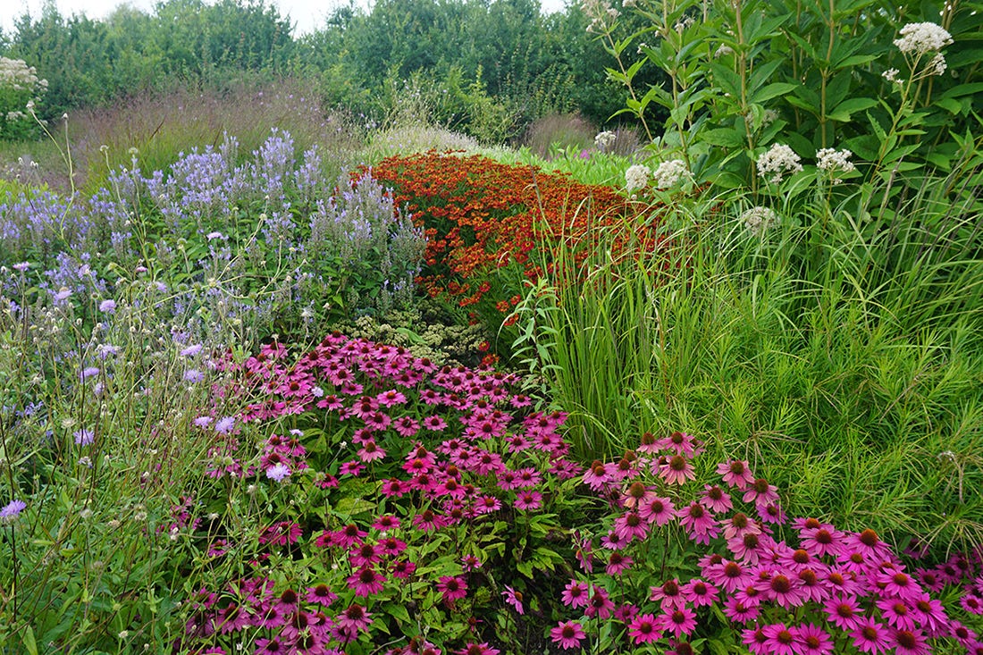 Crazy for Coneflowers - by Jan Johnsen - Gardentopia