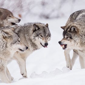 A Pack of Wolves