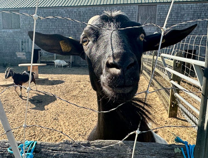 Farm Institute. Martha's Vineyard. Petting animals. Picking lettuce.