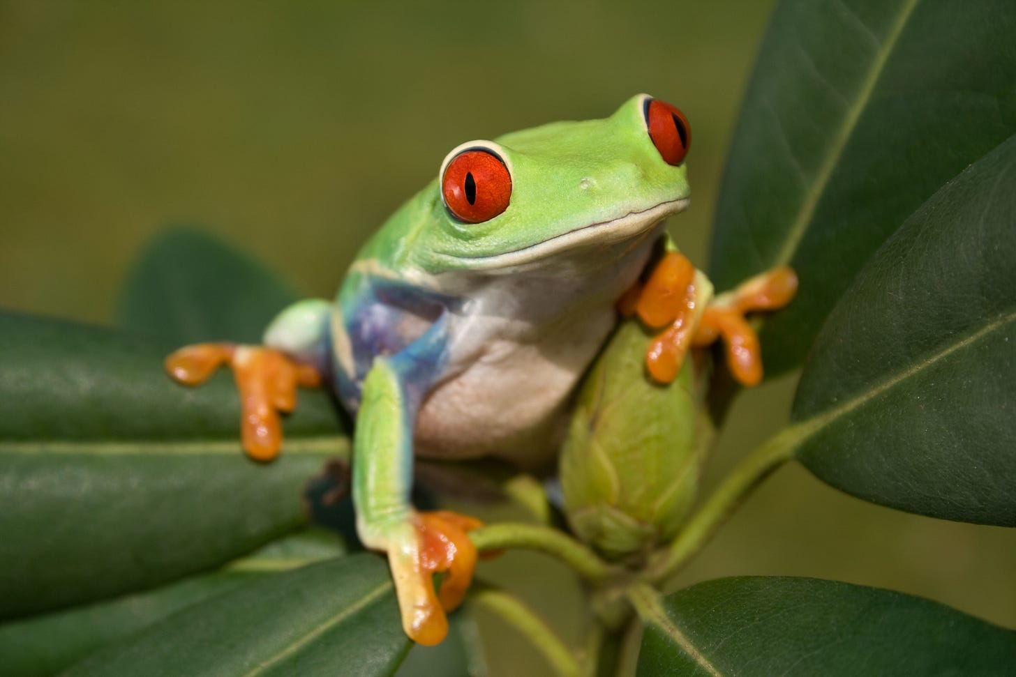Green tree frog with red eyes and orange feet sitting on a leafy branch