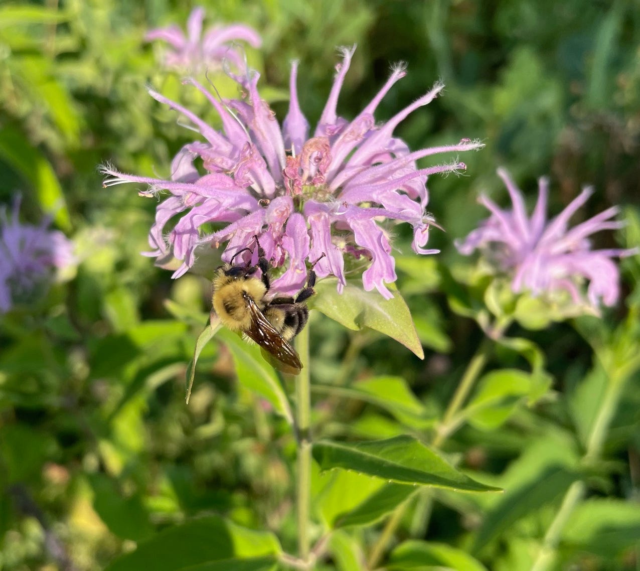 Monarda fistulosa, bee balm 