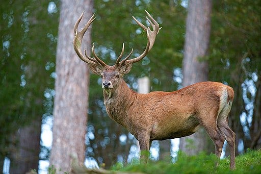 Red deer Red deer