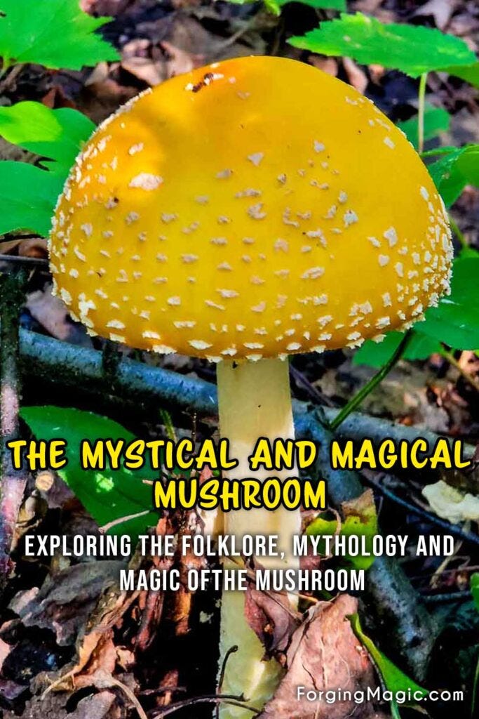 The Magical, Mystical and Sacred Mushroom The Magical, Mystical and Sacred Mushroom