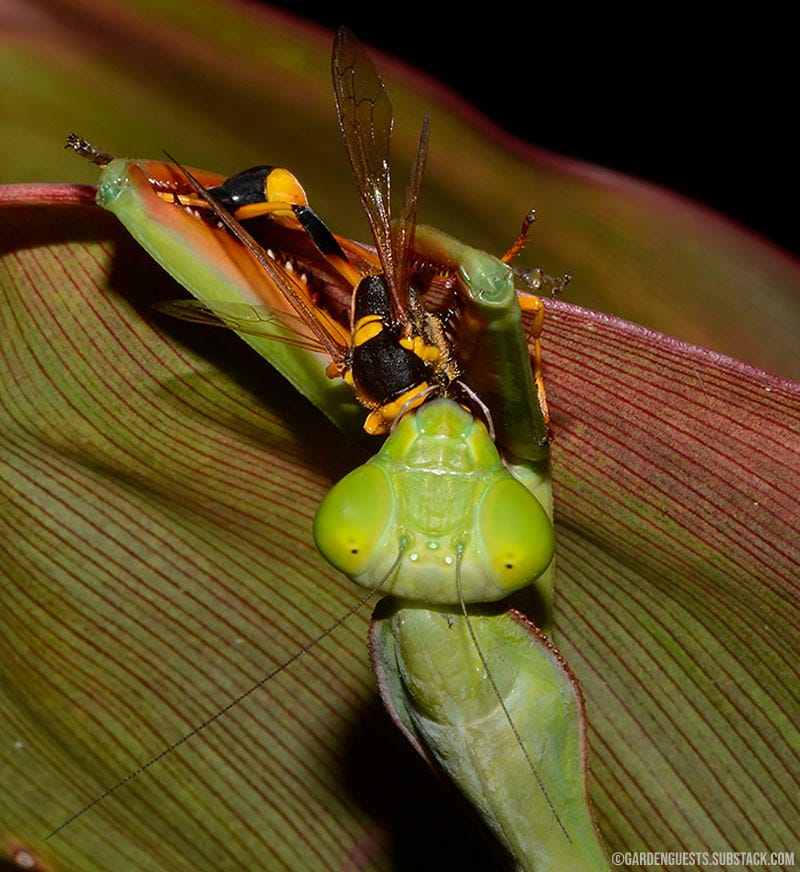 A giant mantis consuming a mud dauber wasp