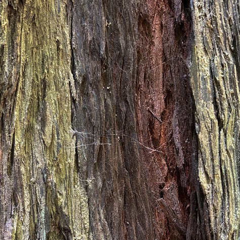 close up of redwood tree bark in varying shades of brown and green