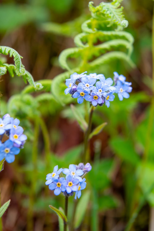 Close-up of mountain forget-me-not flowers, small sky-blue five-petaled blooms with yellow and white centers, clustered atop thin dark stems. Behind them, a fiddlehead fern unrolls in a soft-focus spiral of pale green, with blurred greens and browns of the understory filling the rest of the frame.