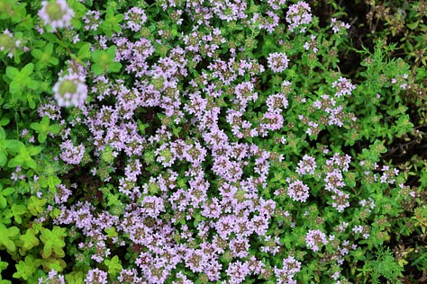 various herbs in an herb garden