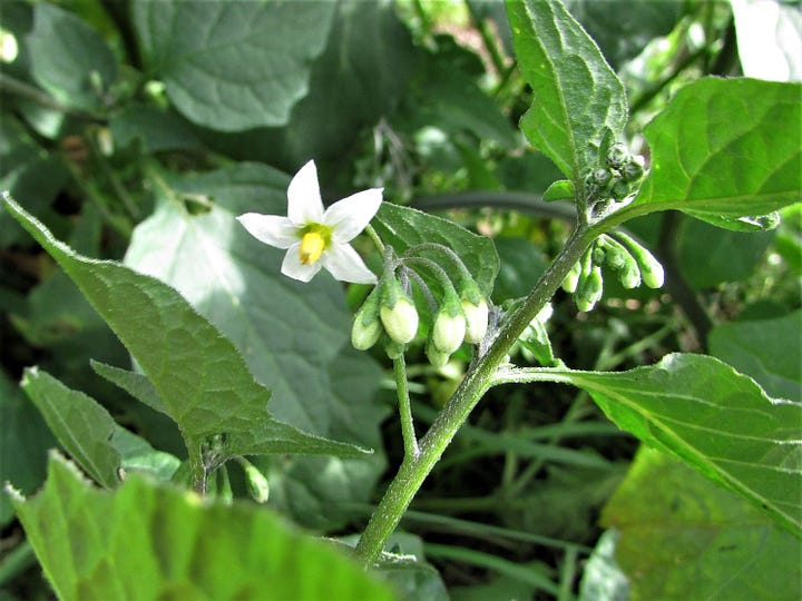 Solanum nigrum flowers leaves