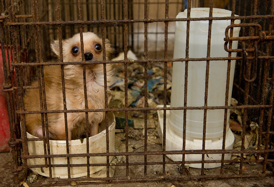 May be an image of animal