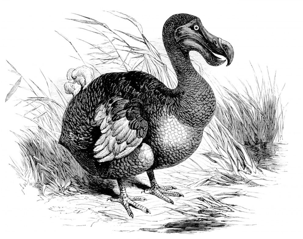 Humans 'likely' contributed to extinction of dodo bird, giant tortoise on Madagascar and the Mascarene Islands, researchers say - ABC News Humans 'likely' contributed to extinction of dodo bird, giant tortoise on Madagascar and the Mascarene Islands, researchers say - ABC News