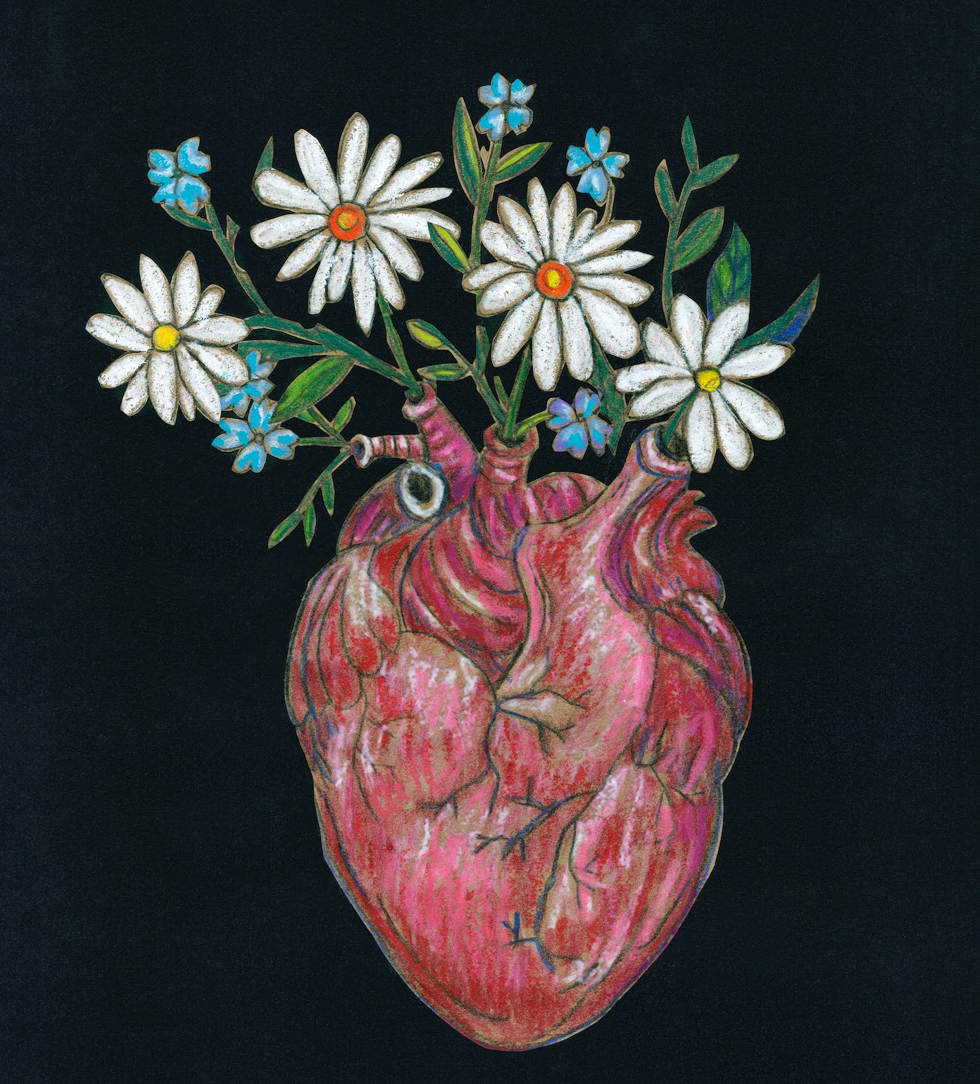 Colored-pencil illustration of an anatomical human heart sprouting white daisies and blue forget-me-nots. 