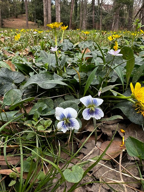 lesser celandine, trillium, violets, virginia spring beauty