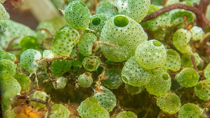 Ascidian