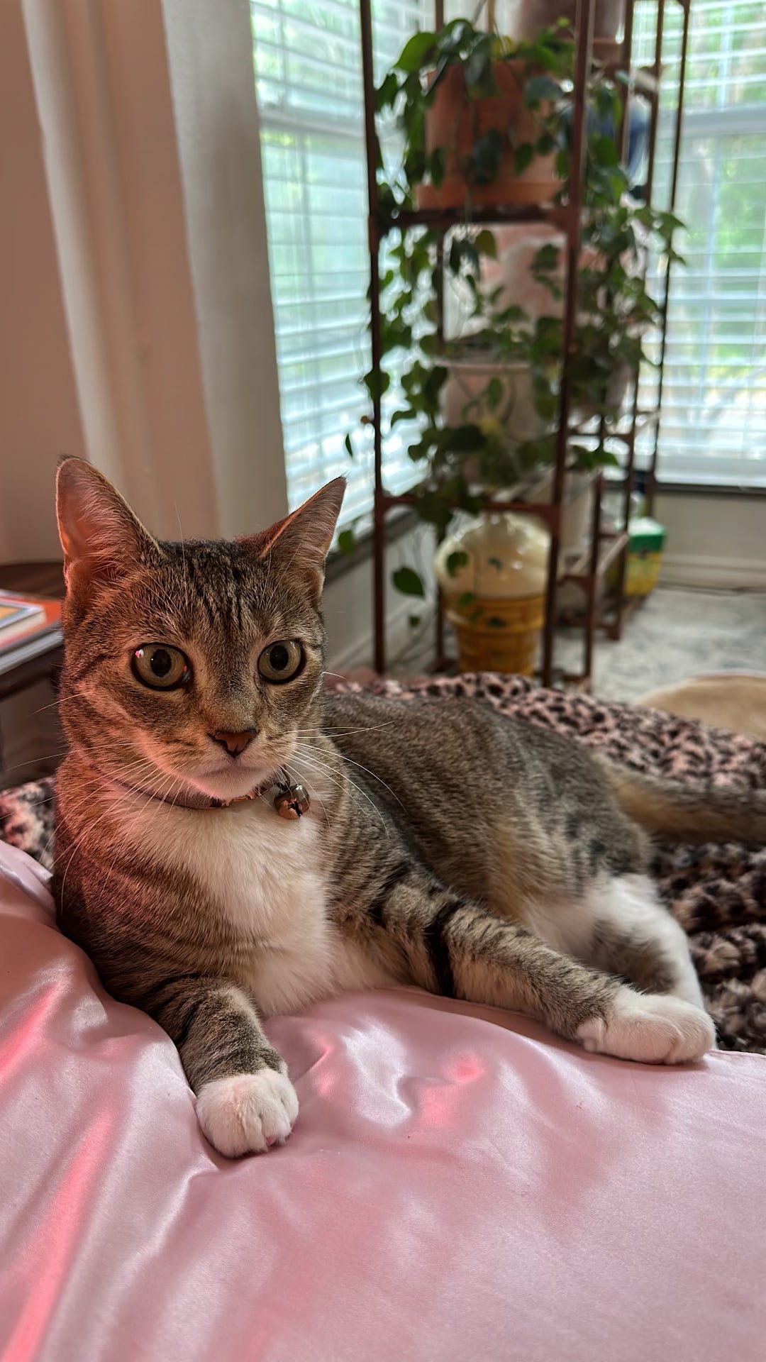 A tabby cat with a white belly and paws lies in repose on a leopard blanket