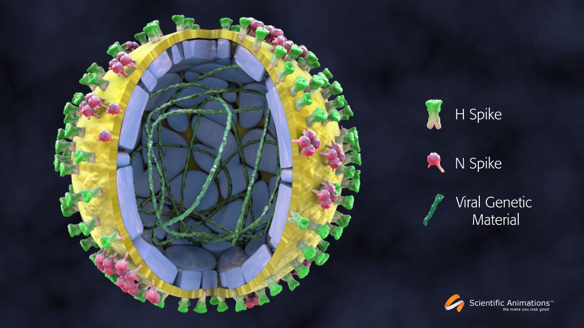 3D View into the Structure of the Swine Flu (H1N1) Virus - Scientific  Animations