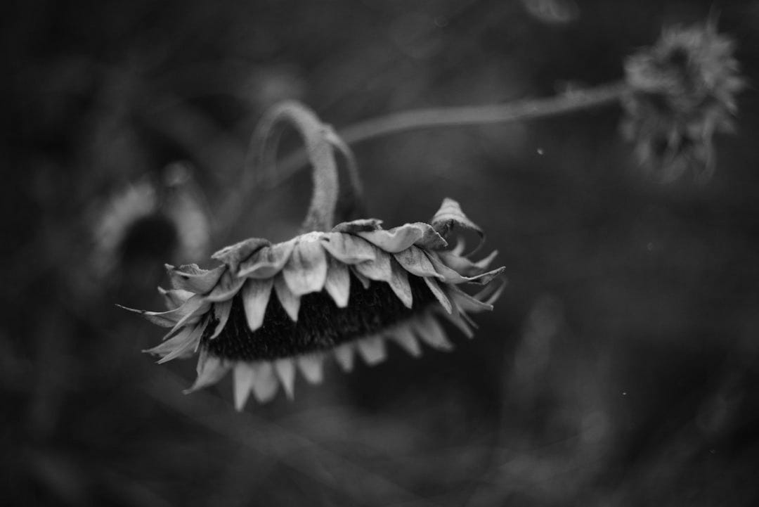 A close up of a flower on a tree branch A close up of a flower on a tree branch