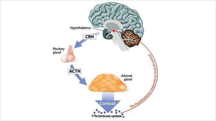 Cortisol: Function, Linked Diseases, and Role in Metabolism Cortisol: Function, Linked Diseases, and Role in Metabolism