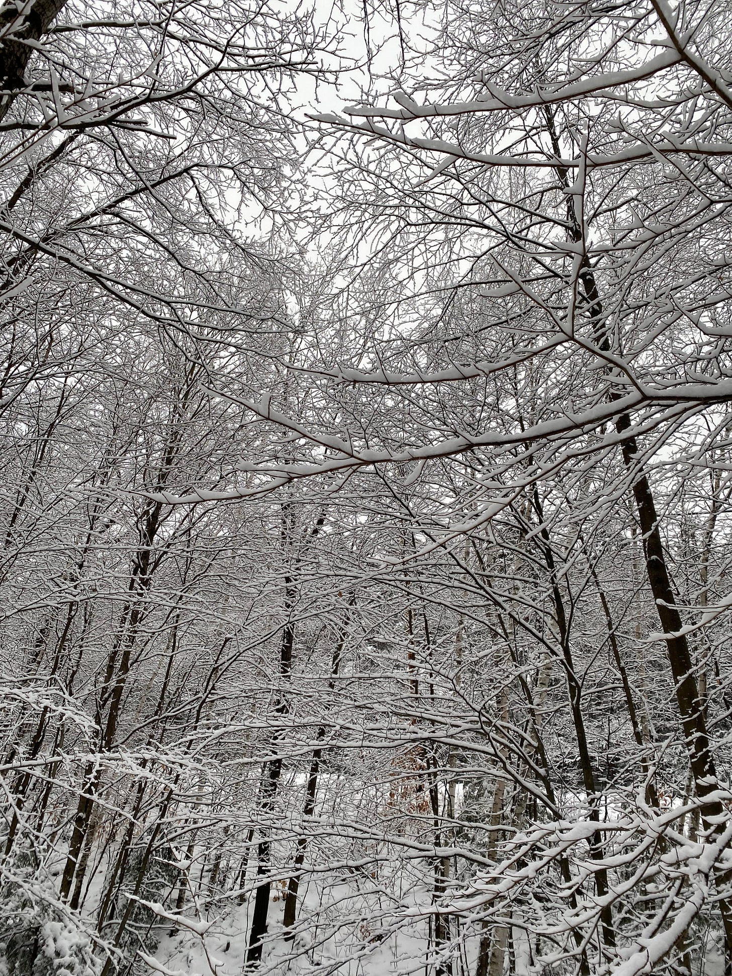 View of the woods, looking up toward the sky. The many snow-covered branches are intertwined.