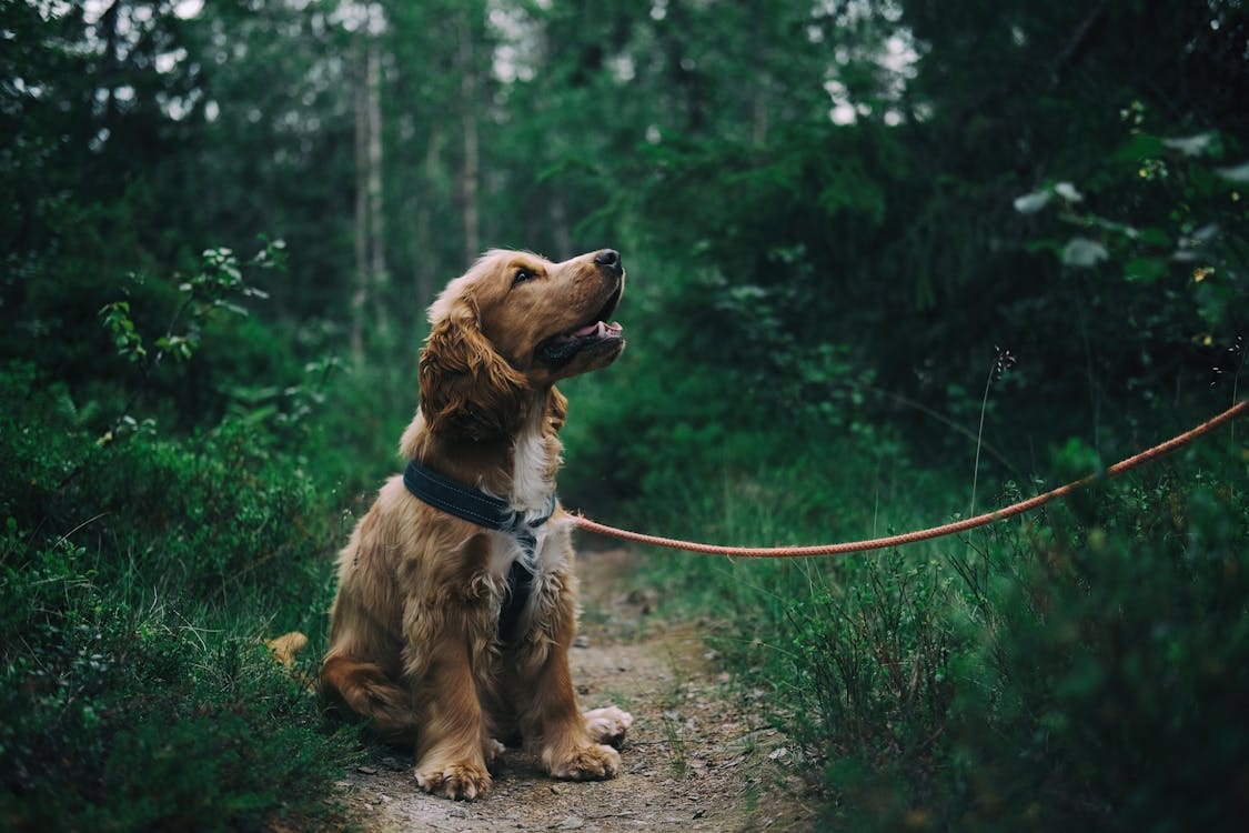 Gratis Cucciolo Cocker Spaniel Inglese Seduto A Terra Accanto All'erba Foto a disposizione