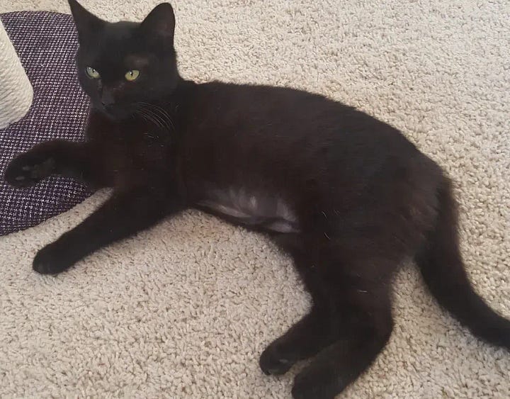 Black tortie cat looking up at the camera and a black cat with a white belly sitting on a beige rug