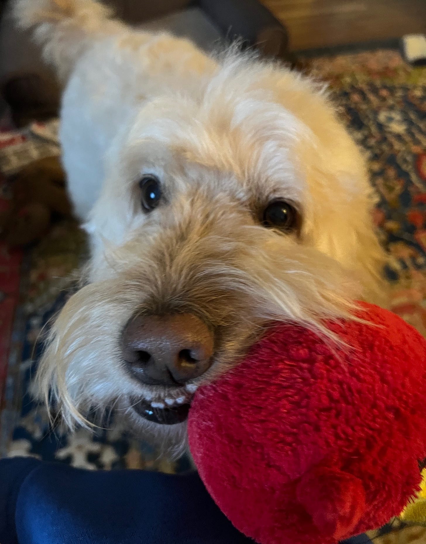 A fluffy, light-colored dog is eagerly holding a bright red plush toy in its mouth, looking up at the camera. He has crooked teeth and is nudging his human.