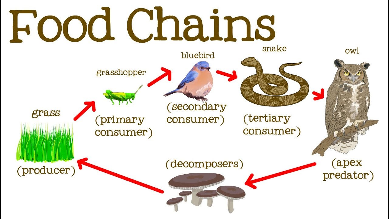 Food Chains for Kids: Food Webs, the Circle of Life, and the Flow of Energy  - FreeSchool