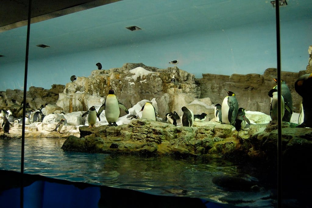 Image result for seaworld penguin encounter Image result for seaworld penguin encounter