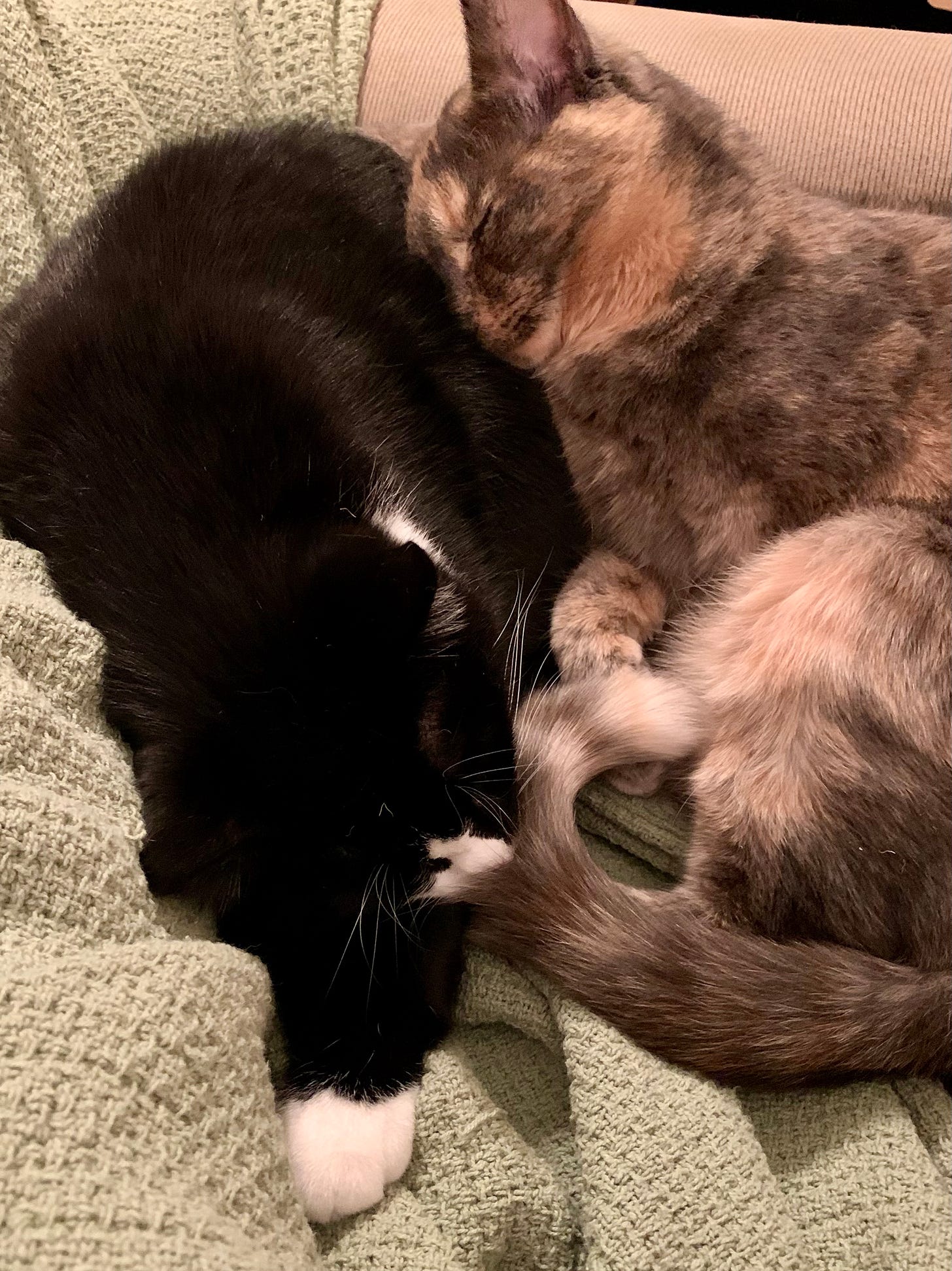Same cats, same situation, except she’s fallen asleep with her face in his fur.