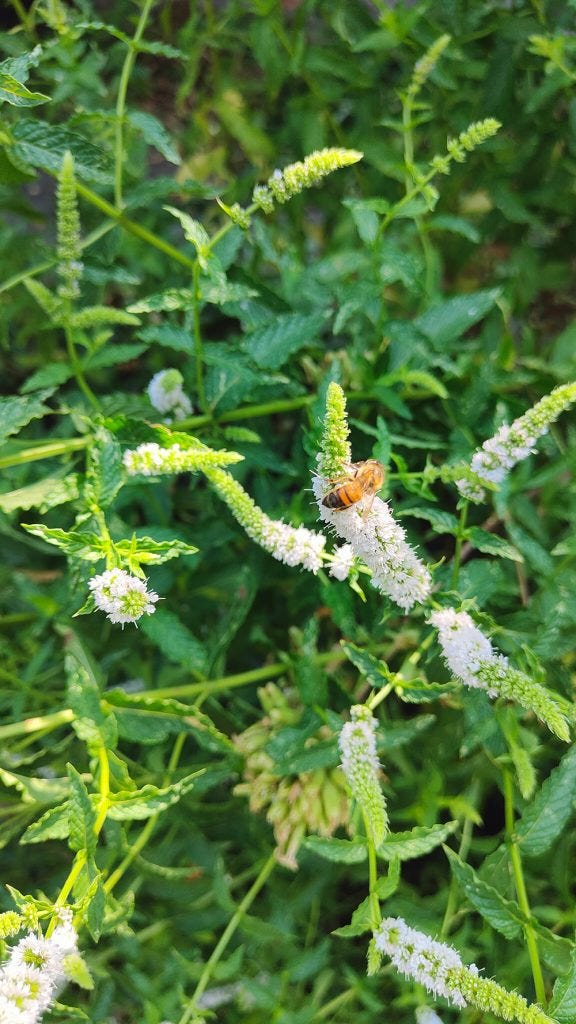 scolia sp.