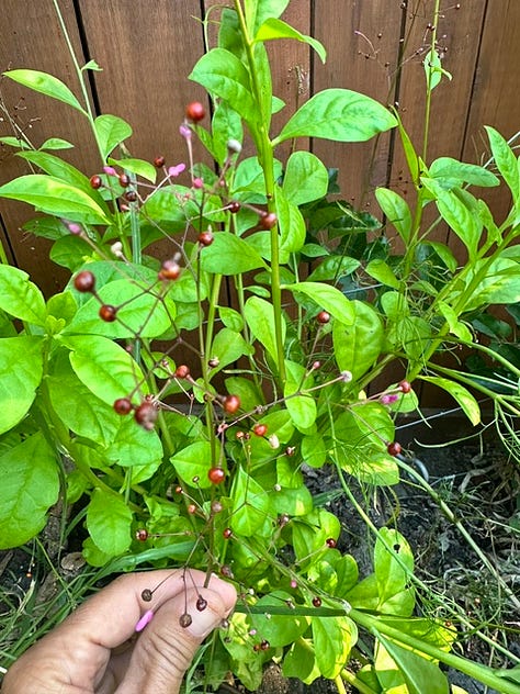 July Garden in bloom