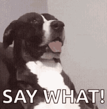 Say What GIFs | Tenor Say What GIFs | Tenor