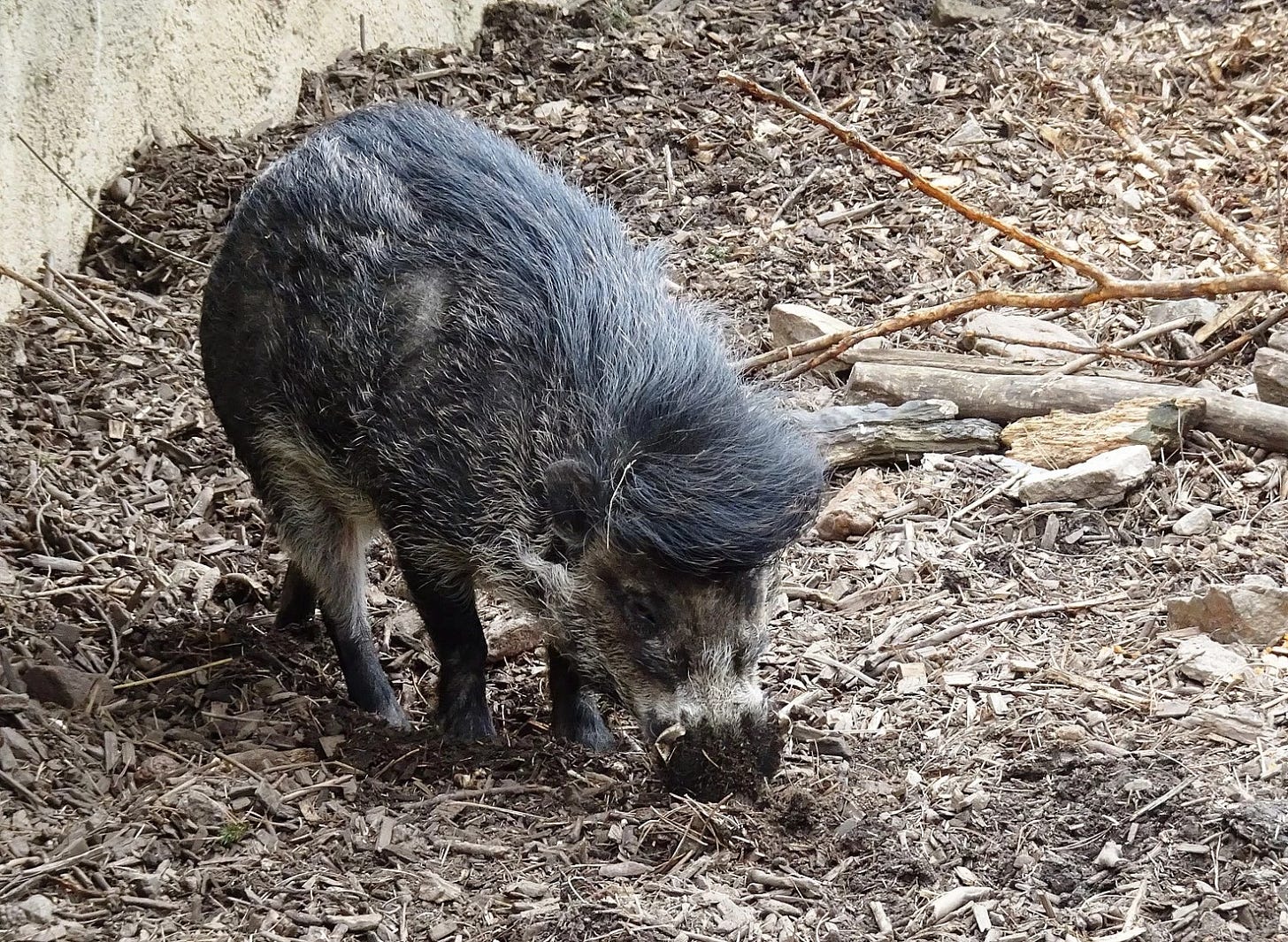 Cinghiale dalle verruche delle visayas - Fatti, dieta, habitat e immagini  su Animalia.bio