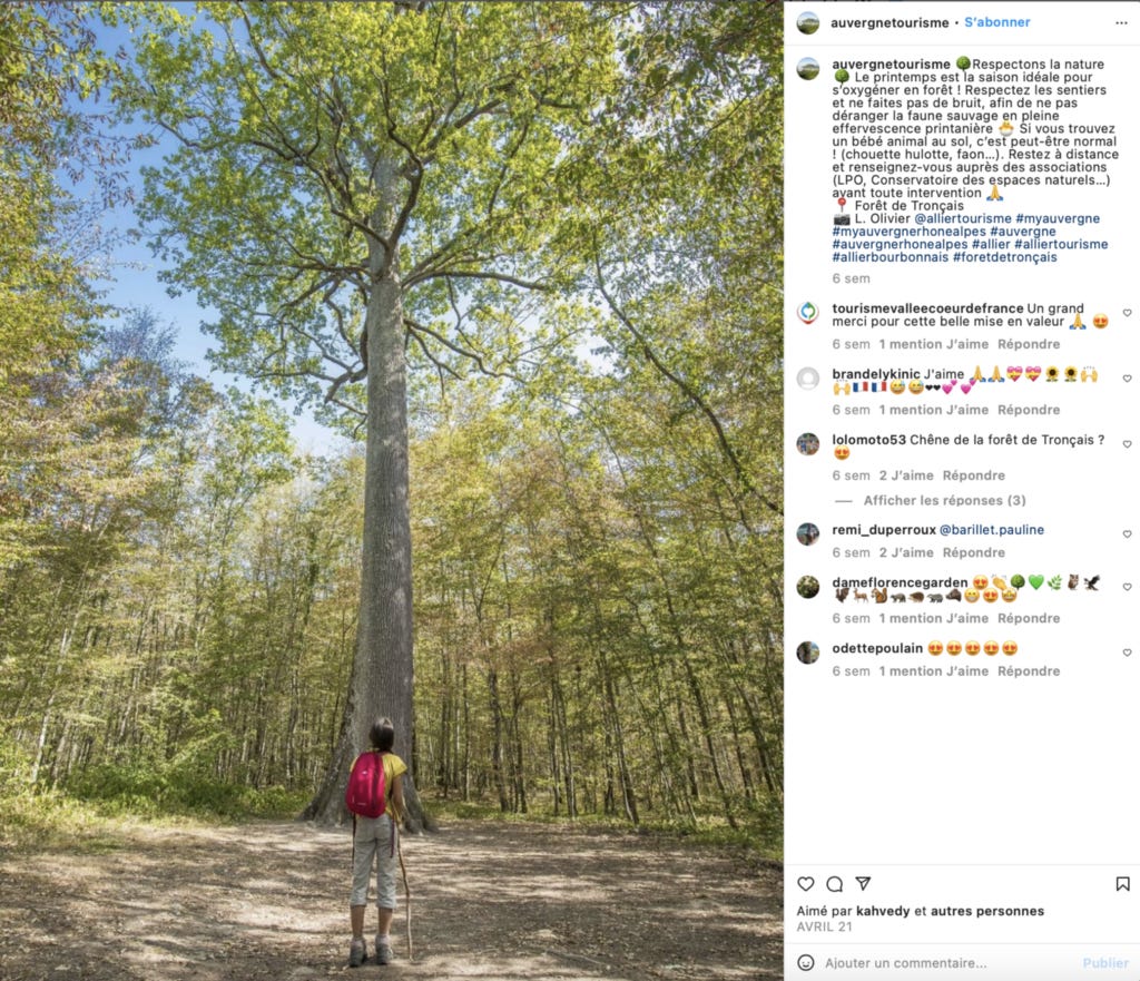 Grand arbre en pleine foret, un petit garçon placé devant le regarde