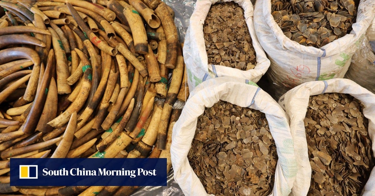 Stiffer Hong Kong penalties helping to fight illegal wildlife trade: authorities | South China Morning Post