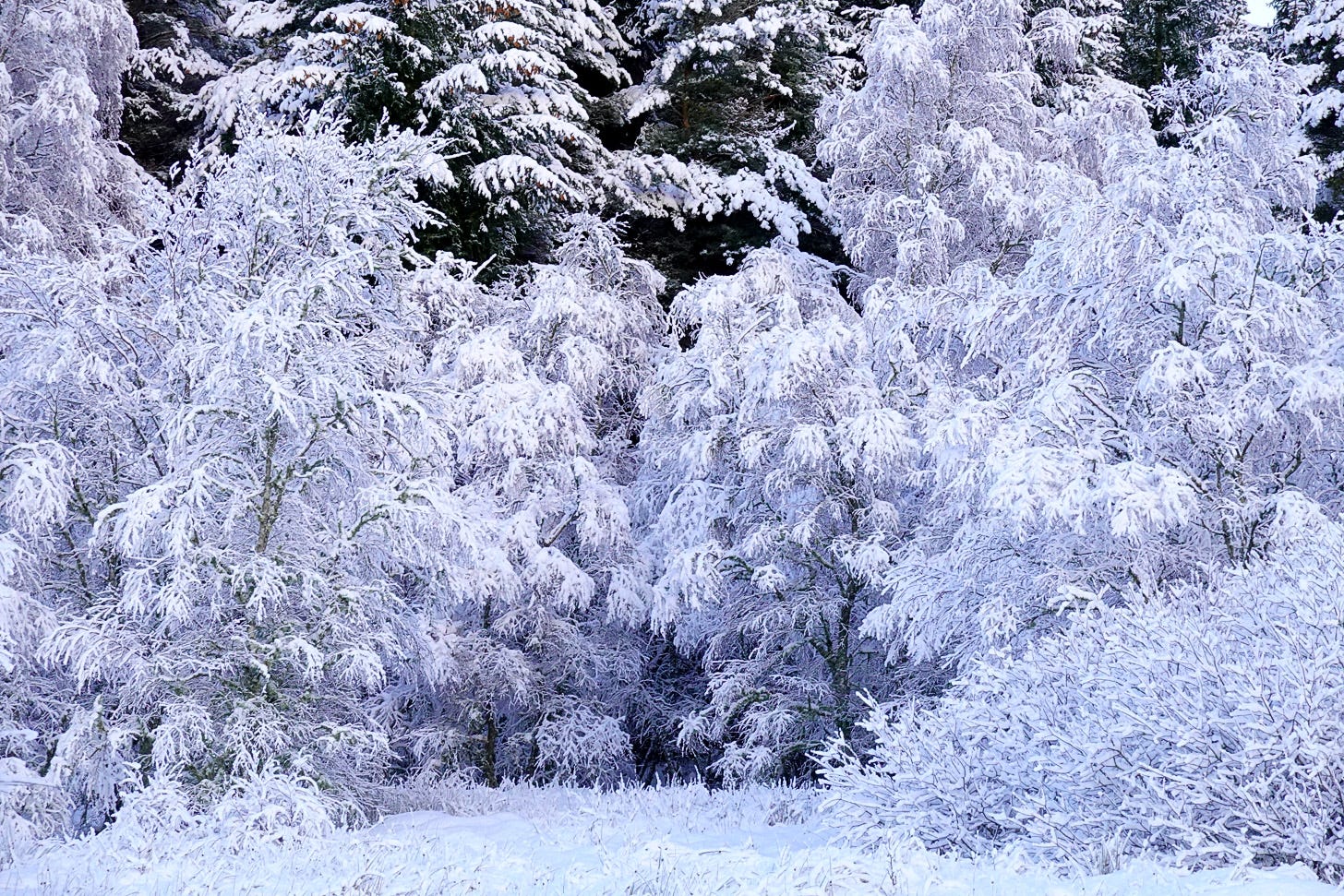Snow covers the branches of a silver birch trees (Betula pendula).