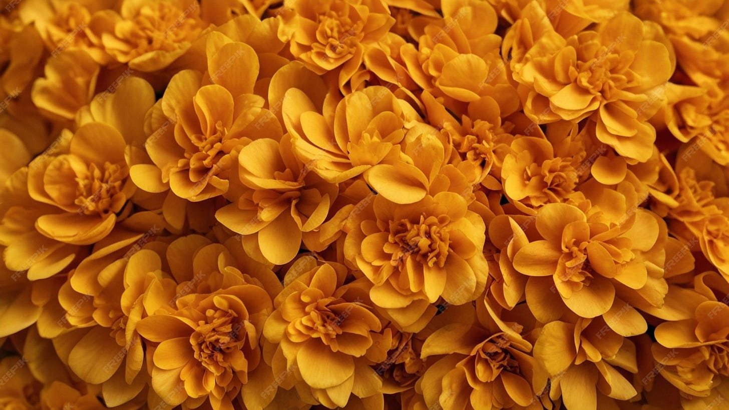 Premium Photo | Marigold petals