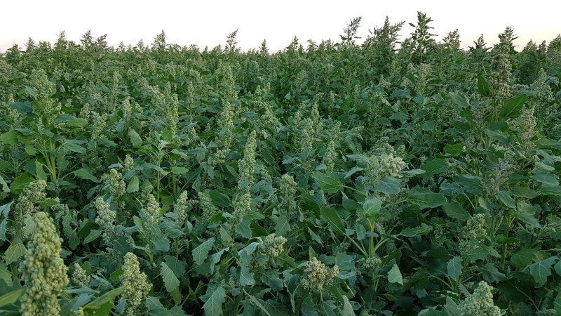 Amatheon Agri cultivates quinoa in Zambia.