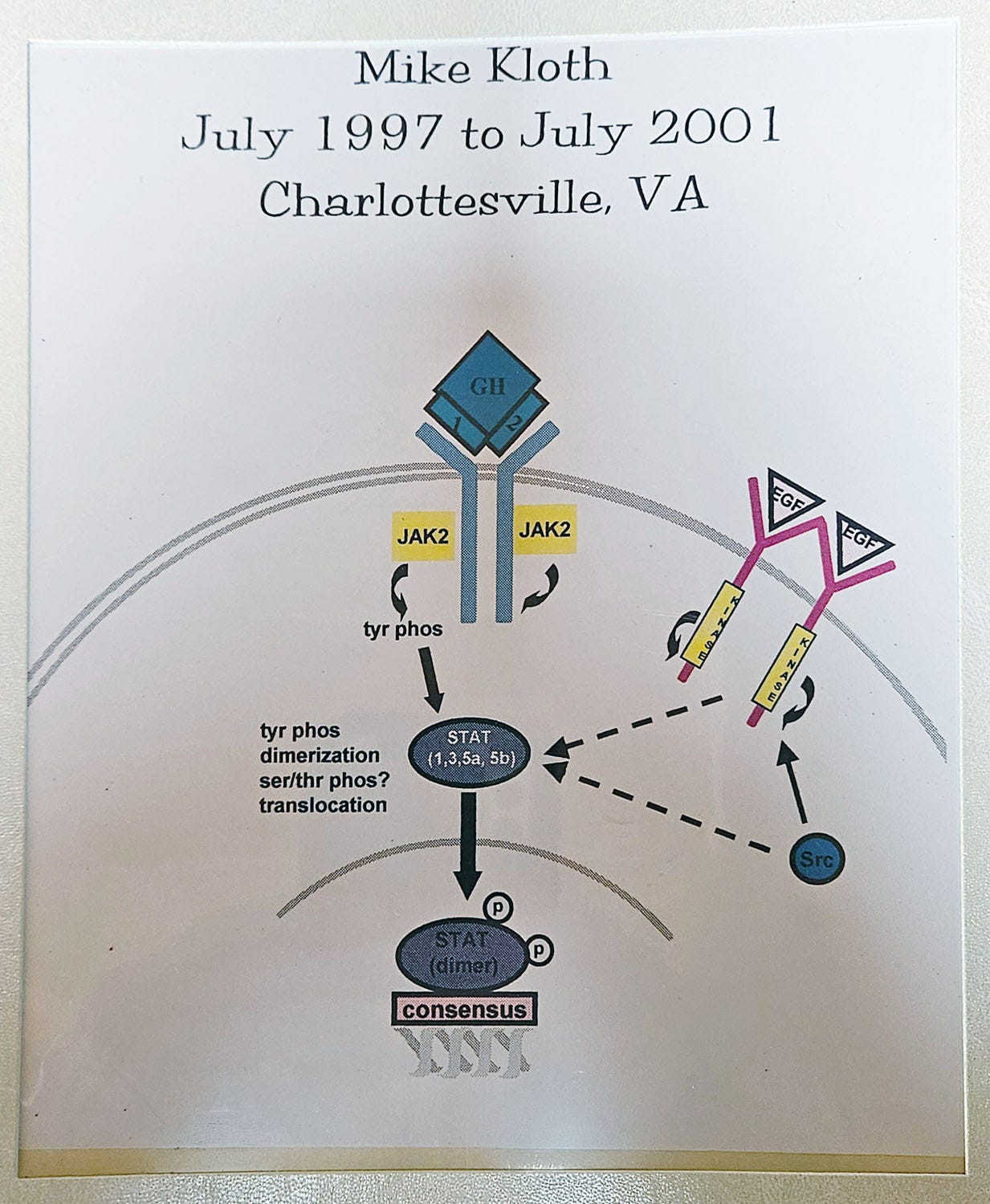 EGF receptor pathway diagram from 2001