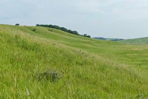 Photo of grassland and trees in Minnesota