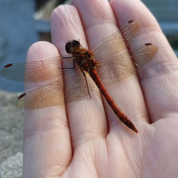 Dragonflies and Dandelions: Rewilding an Orchard