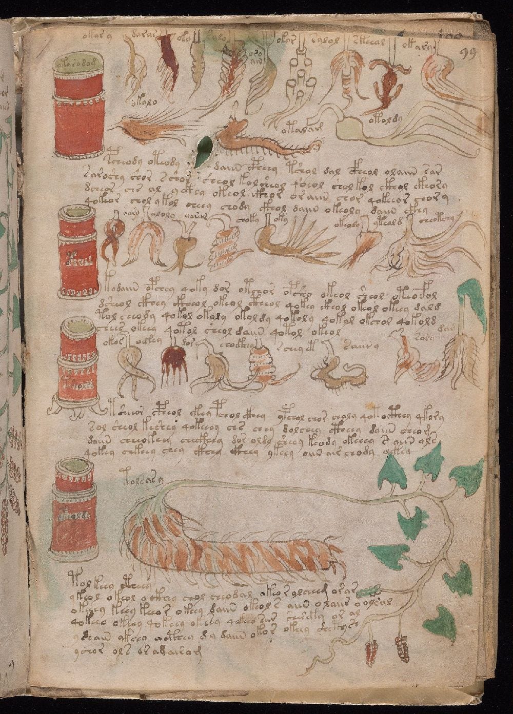 Manuscrito Voynich, f. 99r Manuscrito Voynich, f. 99r