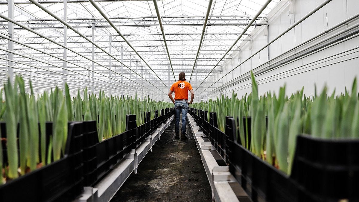The Dutch tulip farmer swapping gas for heat from Bitcoin mining The Dutch tulip farmer swapping gas for heat from Bitcoin mining