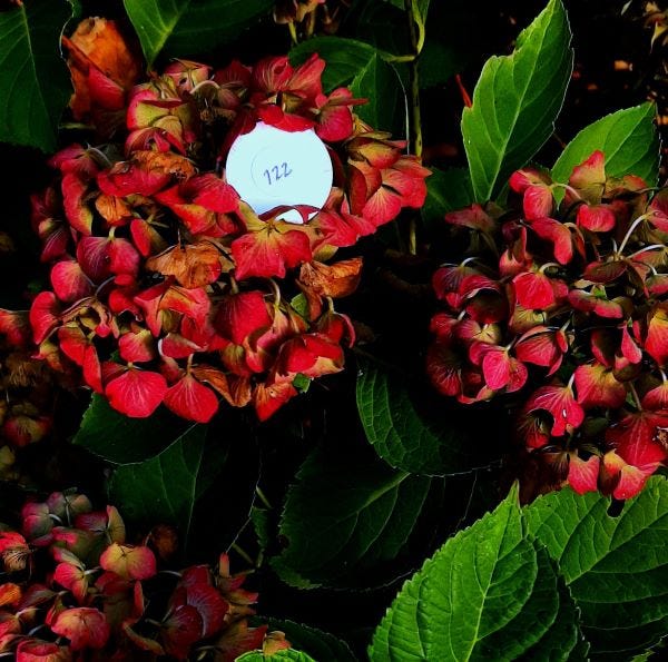 Elizabeth des Roches ©2024 The Creatrix Experience