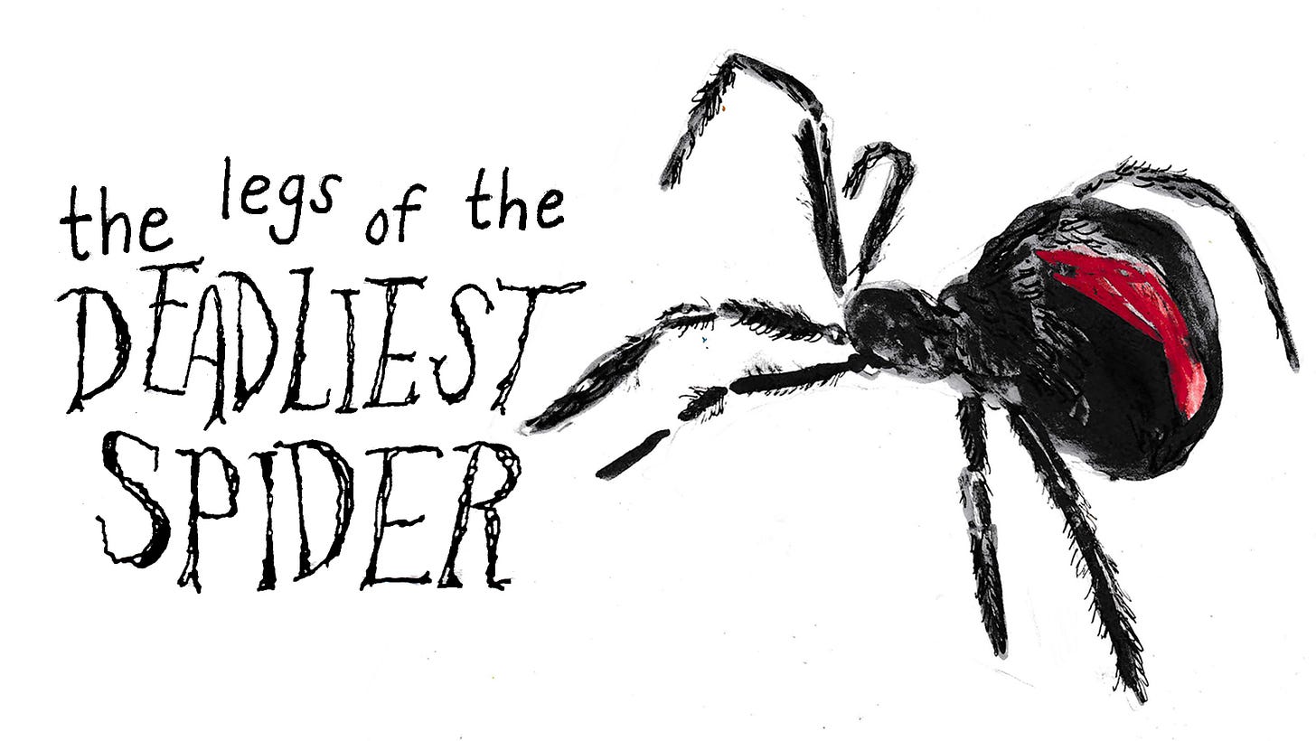 Spider illustration by Beth Spencer Spider illustration by Beth Spencer