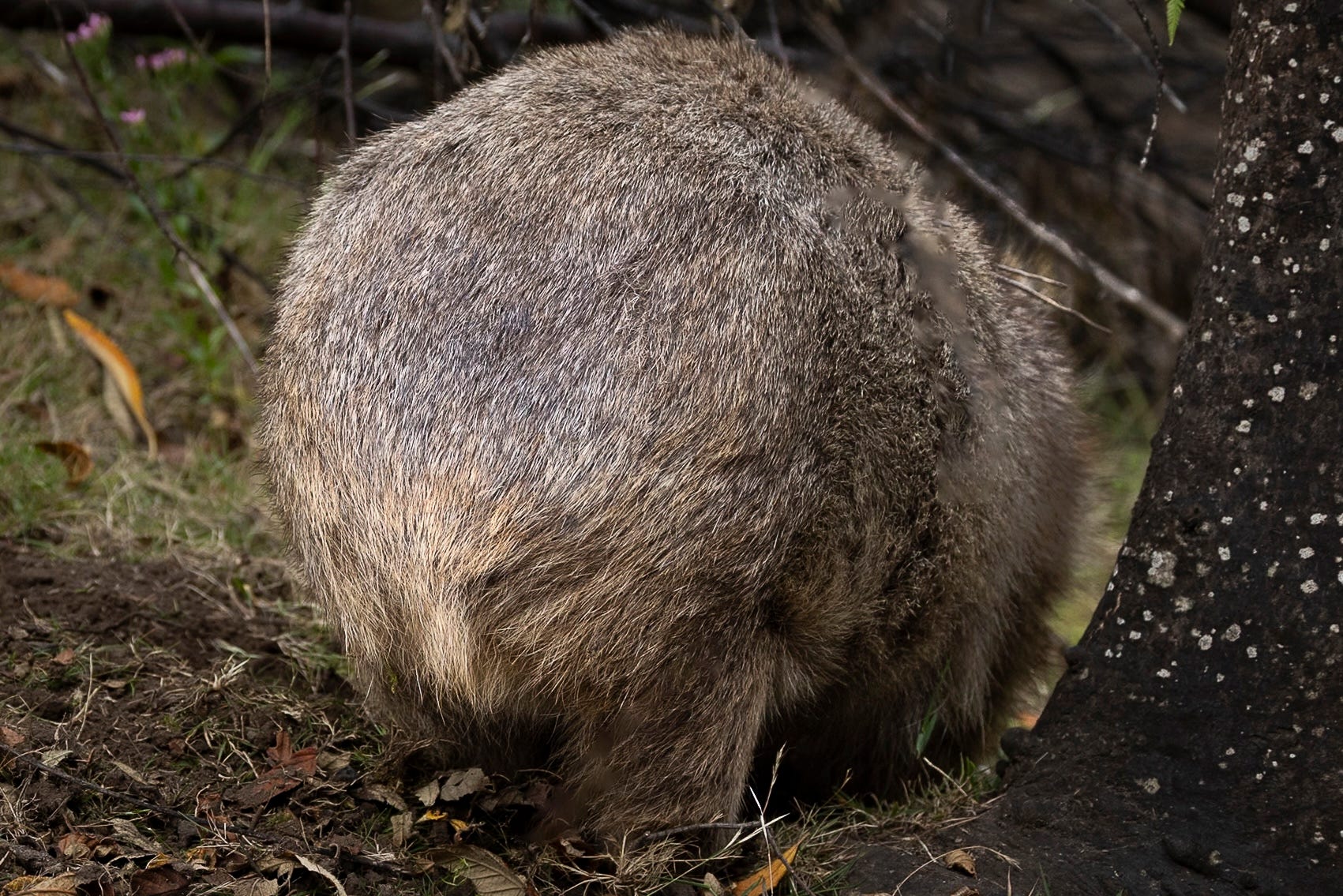 Wombat Stack Tasmania Misfit Mammals Part 2: Wombats, Cube-pooping Bulldozers