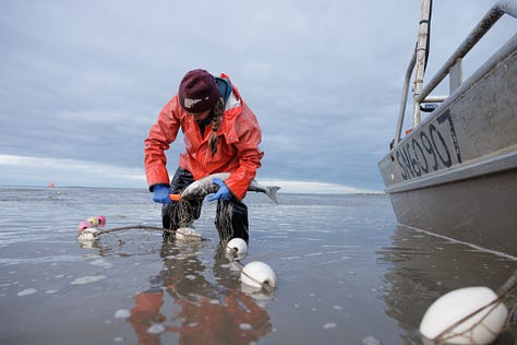 Photos of a woman writing in a waterproof notebook, picking sockeye salmon out of a gill net, and fishing for salmon in Alaska