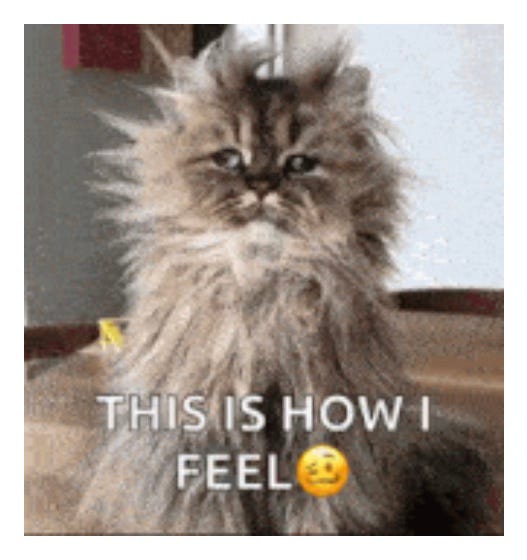 This is how I feel: a cat with matted, frazzled fur sticking up everywhere tries to look at you with crossed eyes