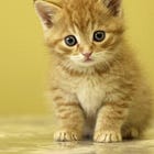 If Animal Cruelty Is A Postpartum Side Effect For You, Maybe Give Up Your Cat?