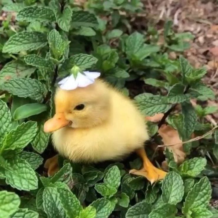 Un patito para recordarles que rieguen y cuiden sus plantas